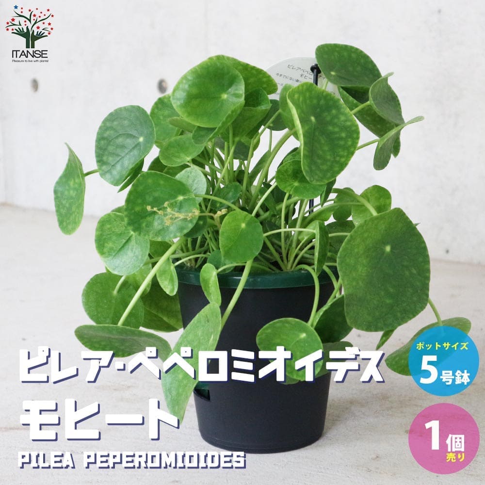 【送料無料】ピレア ペペロミオイデス モヒート【観葉植物 5号底面給水鉢 リビングやオフィスに置きやすいサイズ／1個売り】つる性で這うように伸びる 小さいシルバーグレーの葉がとても可愛らしい PVP