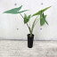 【送料無料】アロカシア・ゼブリナ 【観葉植物 3.5号ロングポット仕立て/1個売り】サトイモ科アロカシア属 事務所 室内 おしゃれ オシャレ オシャレな観葉植物 かわいい 5,780円
