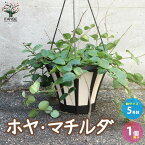 ホヤ(桜ラン)・マチルダ【観葉植物 リビングやオフィス向きサイズ 吊鉢5号鉢／1個売り】ラクノーサ 桜蘭 サクララン ワックスプラント ワックスフラワー