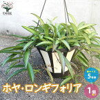 ホヤ(桜ラン)・ロンギフォリア【観葉植物 リビングやオフィス向きサイズ 吊鉢5号鉢／1個売り】ラクノーサ 桜蘭 サクララン ワックスプラント ワックスフラワー