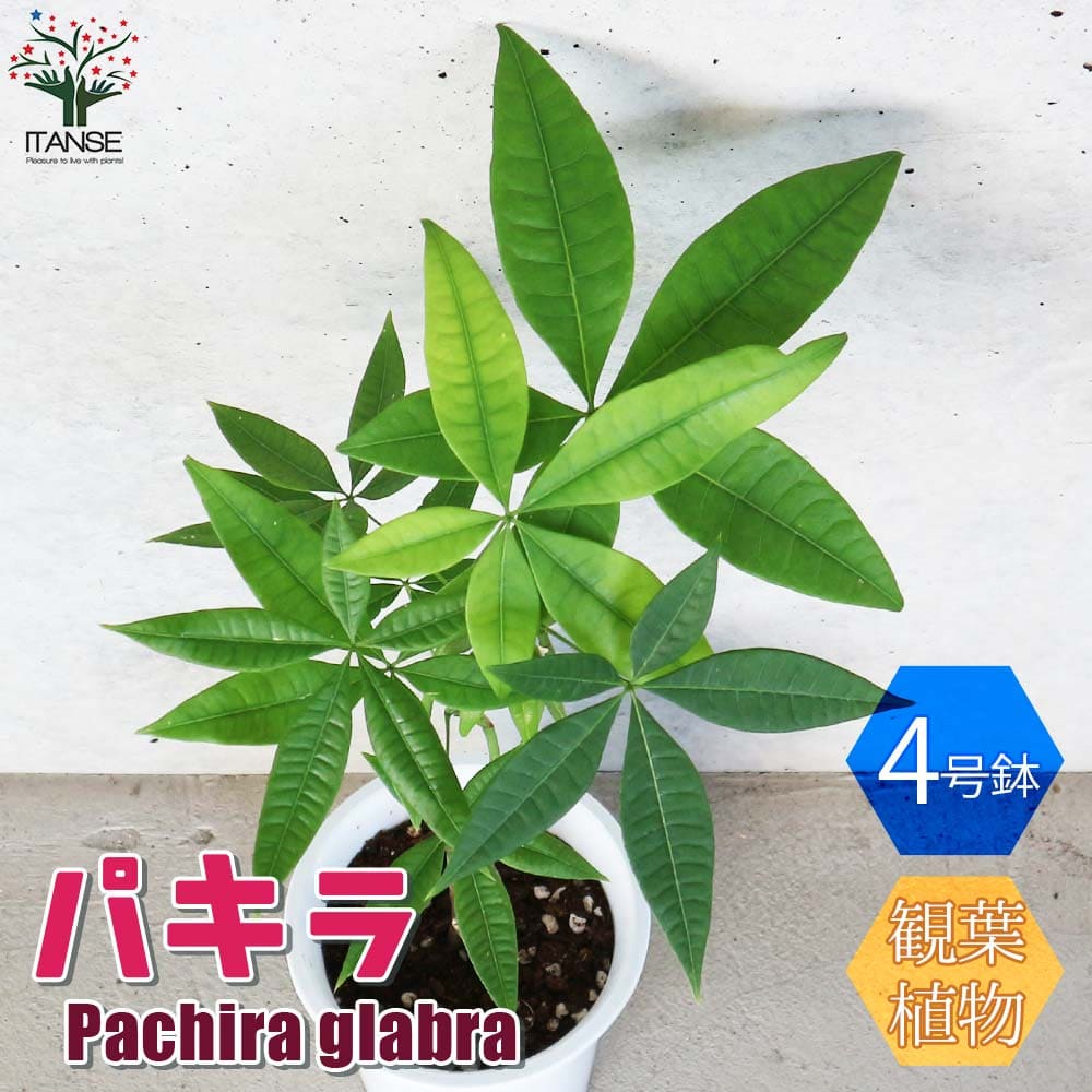 楽天市場】庭木(種類(植物)パキラ)の通販 楽天市場】庭木(種類(植物)パキラ)の通販