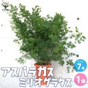 【マラソン中★ポイントUP】アスパラガス ミリオグラタス 【観葉植物 7号鉢／1個売り】観葉植物 アスパラガス ミリオグラタス Asparagus macowanii Bak 観賞用