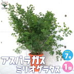 【マラソン中★ポイントUP】アスパラガス ミリオグラタス【観葉植物 7号鉢／1個売り】観葉植物 アスパラガス ミリオグラタス Asparagus macowanii Bak 観賞用