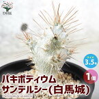 【送料無料】パキポディウム サンデルシー (白馬城)【観葉植物 3.5号ポット／1個売り】塊根植物 コーデックス グラキリス サボテン A面 多肉植物 発根 観葉植物 リビング オフィス