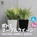 ポトス 【マラソン中★ポイントUP】ポトス マーブルクイーン【観葉植物 角鉢4号／1個売り】観葉植物 ポトス ゴールデン Epipremnum aureum Golden Photos 観賞用