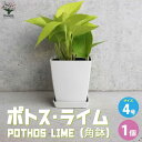 【マラソン中★ポイントUP】ポトス ライム【観葉植物 角鉢4号／1個売り】観葉植物 ポトス ゴールデン Epipremnum aureum Golden Photos 観賞用