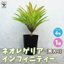 【ポイント2倍★マラソン期間】ネオレゲリア インフィニティ 斑入り 観葉植物 4号鉢 1個売り 観葉植物 観葉 ネオレゲリア インフィニティ 斑入り Neore...