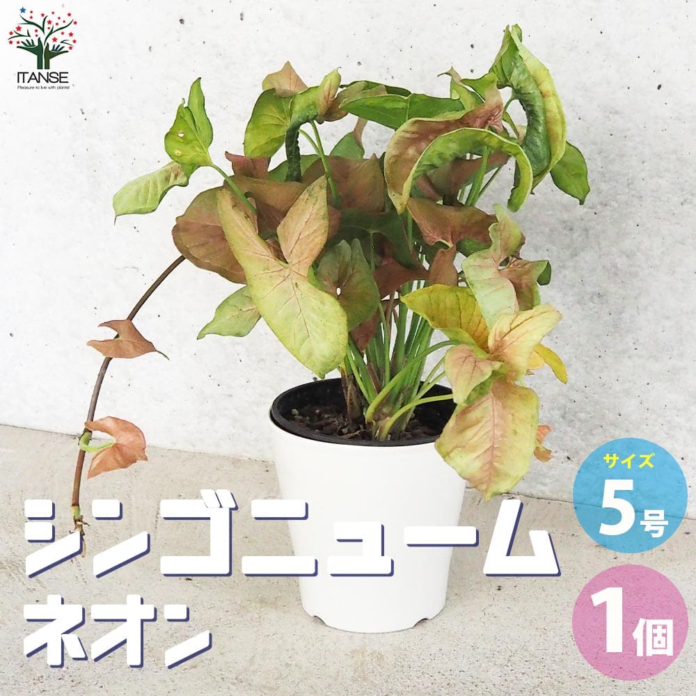 【P5倍★SS期間中】シンゴニューム(シンゴニウム) ネオン【観葉植物 5号鉢／1個売り】観葉植物 シンゴニウム シンゴニューム エリスロフィル エリスロフィルム