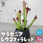 【マラソン中★ポイントUP】サラセニア・レウコフィラレッド【観葉植物 食虫植物 4.5号鉢／1個売り】瓶子草 ヘイシソウ ハエトリソウ はえとりそう ハエ取草 害虫対策