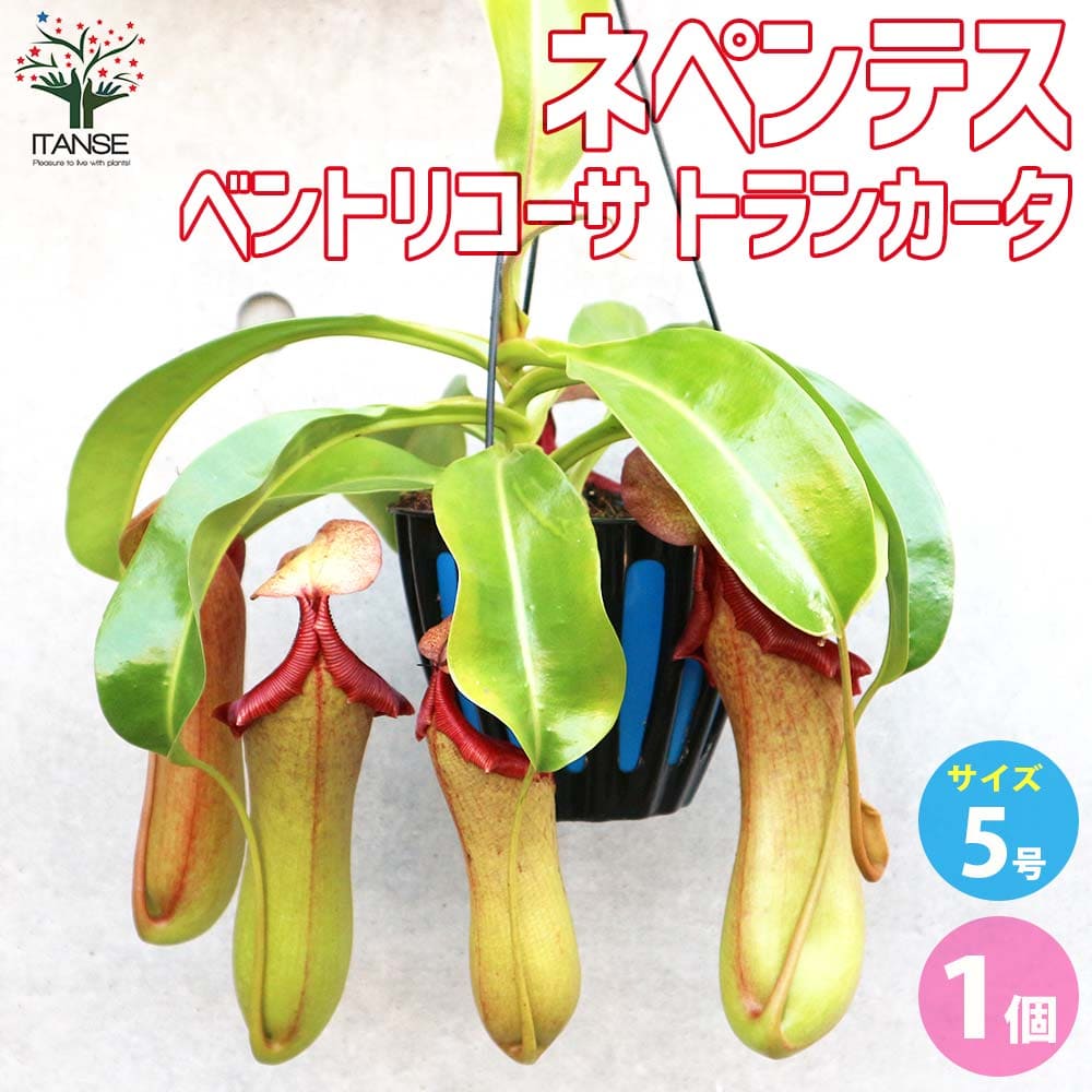 【送料無料】ネペンテス ベントリコーサ トランカータ【観葉植物 5号吊り鉢／1個売り】食虫植物 観葉植物 ネペンテス リンダ ウツボカズラ Nepenthes Linda 靫葛