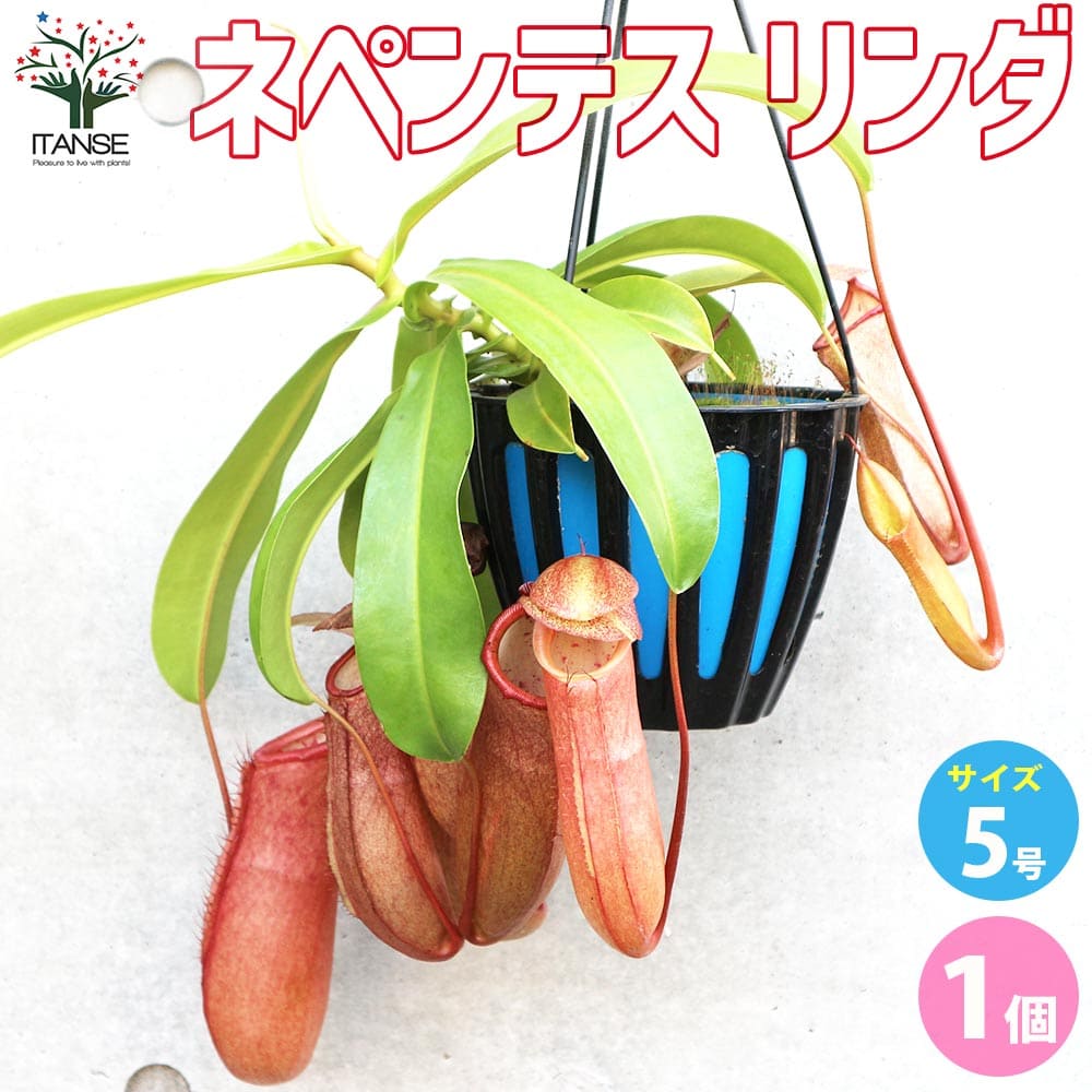 【送料無料】ネペンテス リンダ【観葉植物 5号吊り鉢／1個売り】食虫植物 観葉植物 ネペンテス リンダ ウツボカズラ Nepenthes Linda 靫葛