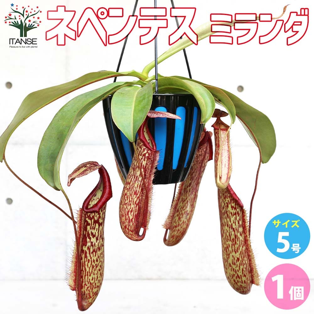 【送料無料】ネペンテス ミランダ【観葉植物 5号吊り鉢／1個売り】食虫植物 観葉植物 ネペンテス リンダ ウツボカズラ Nepenthes Linda 靫葛