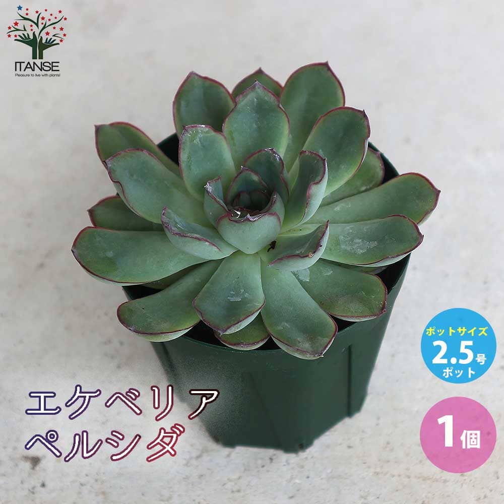 シダ 【マラソン中★ポイントUP】エケベリア・ペルシダ【多肉植物 2.5号鉢／1個売り】Echeveria 寄せ植え インテリアグリーン