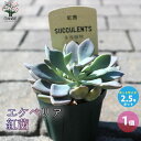 【ポイント2倍★マラソン期間】エケベリア 紅茜 多肉植物 2.5号鉢 1個売り Echeveria 寄せ植え インテリアグリーン 送料無料 即納