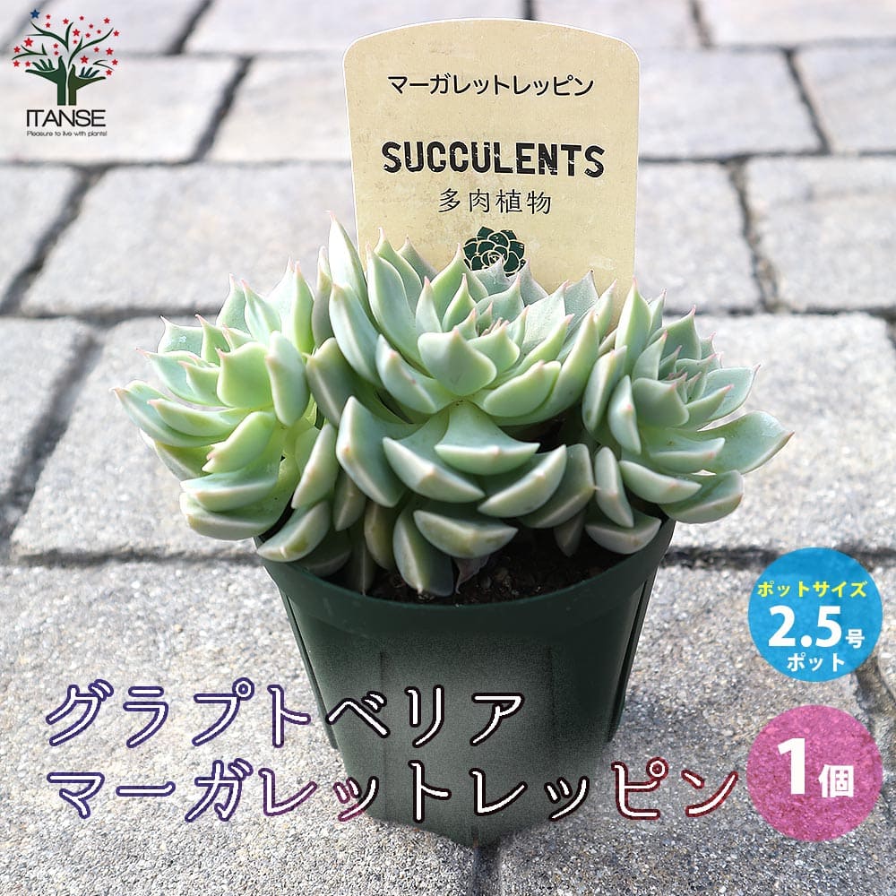 【エントリーでP10倍】グラプトベリア・マーガレットレッピン 【多肉植物 2.5号鉢／1個売り】「グラプトペダルム」と「エケベリア」の交配品種 ロゼット状と呼ばれる薔薇のような美しい花の形のサムネイル