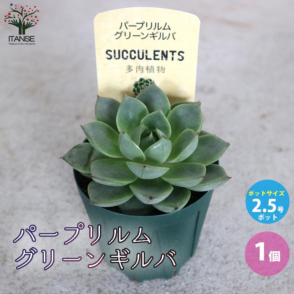 【送料無料】パープリルム・グリーンギルバ【多肉植物 2.5号鉢／1個売り】ギフト プレゼント インテリアグリーン 寄せ植えのサムネイル