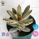 【P2倍★マラソン期間中】黄金兎耳【多肉植物 2.5号鉢/1個売り】ギフト プレゼント インテリアグリーン 寄せ植え
