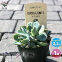 【ポイント2倍★マラソン期間】ジャシリー 多肉植物 2.5号鉢 1個売り ギフト プレゼント インテリアグリーン 寄せ植え 送料無料 即納
