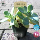 【ポイント2倍★マラソン期間】パラグアイエンセ 多肉植物 2.5号鉢 1個売り ギフト プレゼント インテリアグリーン 寄せ植え 送料無料 即納