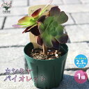 【P2倍★マラソン期間中】アエオニウム・カシミヤバイオレット【多肉植物 2.5号鉢/1個売り】ギフト プレゼント インテリアグリーン 寄せ植え