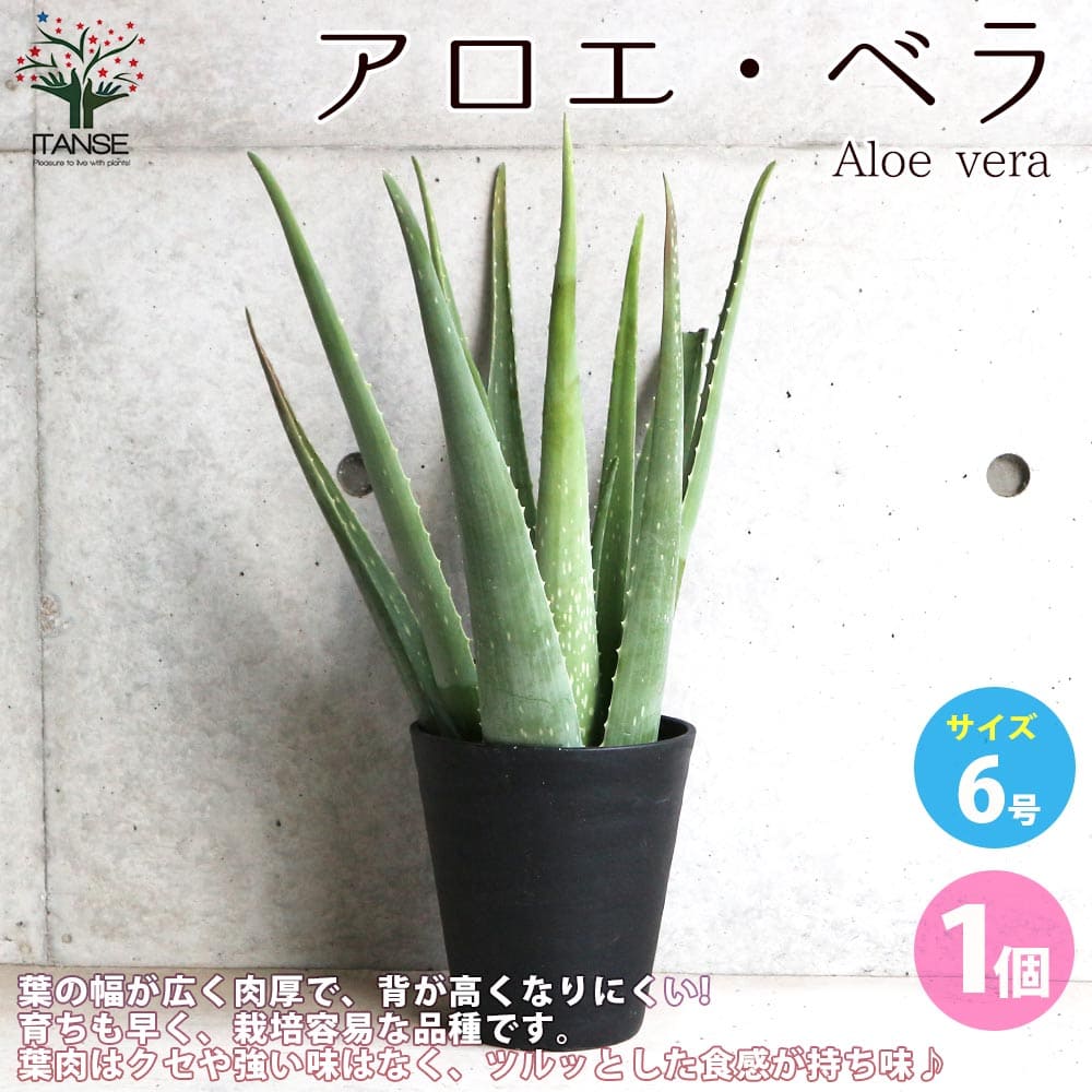 アロエ 【送料無料】アロエ ベラ【多肉植物 6号鉢／1個売り】アロエ キダチアロエ 木立アロエ 医者いらず 薬用 食用 herb ハーブ ハーブ苗 多肉植物