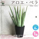 【送料無料】アロエ ベラ 多肉植物 6号鉢 1個売り アロエ キダチアロエ 木立アロエ 医者いらず 薬用 食用 herb ハーブ ハーブ苗 多肉植物 送料無料 即納
