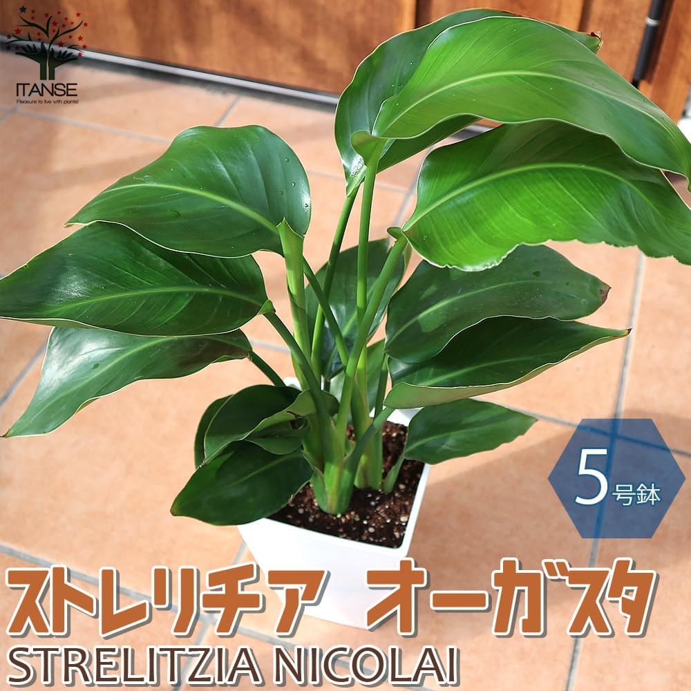 【送料無料】リビングやオフィス向きサイズ ストレリチア オーガスタ 観葉植物 スクエア5号鉢 1個売り ストレリチア レギネ トロピカル リビング オフィス 事務所 インテリア 送料無料 即納
