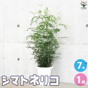 【ポイント2倍★マラソン期間】シマトネリコ 観葉植物 観葉植物 7号鉢 ( 丸鉢 ) 1個売り タイワンシオジ Fraxinus griffithii シンボル...