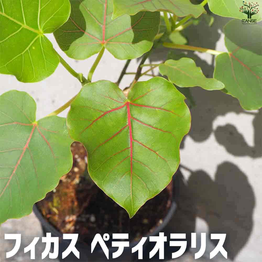 楽天市場】フィカス ルビー(サイズ(植木鉢)4 ~ 6号)の通販 楽天市場】フィカス ルビー(サイズ(植木鉢)4 ~ 6号)の通販