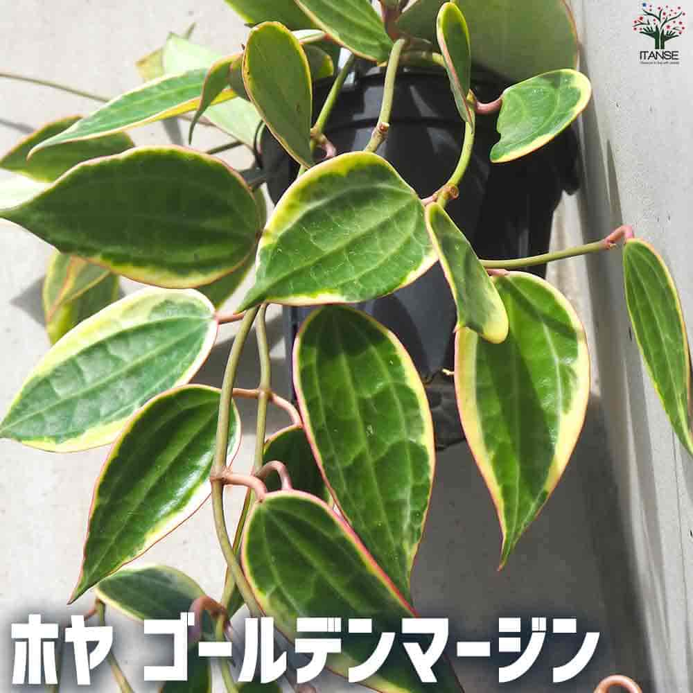 ホヤ 【送料無料】ホヤ ゴールデンマージン【観葉植物 4号ポット】サクララン ワックスプラント ワックスフラワー ガーデニング 鑑賞 栽培