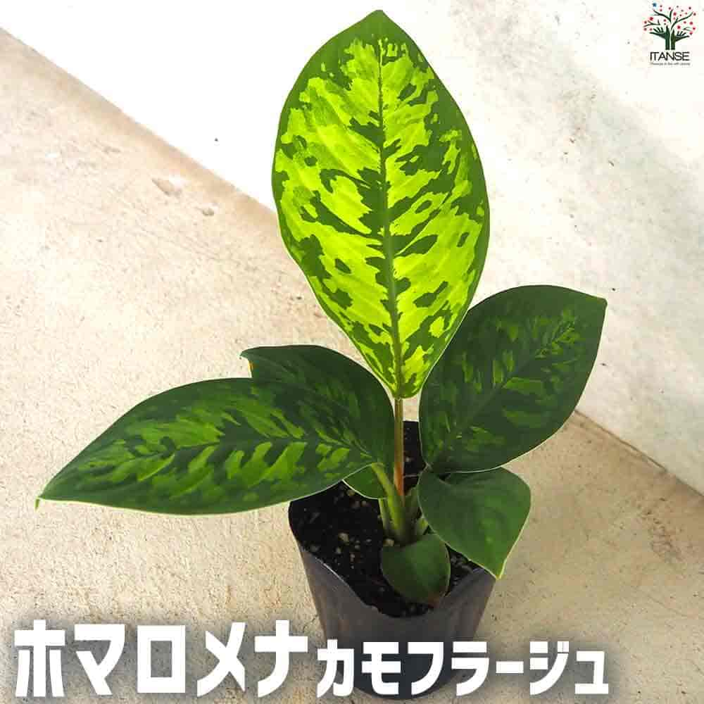 【送料無料】ホマロメナ カモフラージュ【観葉植物 3号ポット】ホマロメナワリシー Homalomenawallisii インテリアグリーン