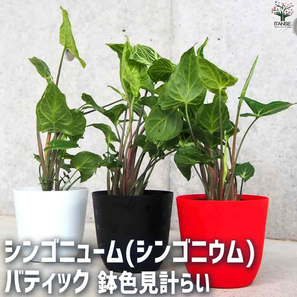 【送料無料】シンゴニウム・バティック【観葉植物 3.5号ポット】シンゴニューム シンゴニウム Syngonium バティック