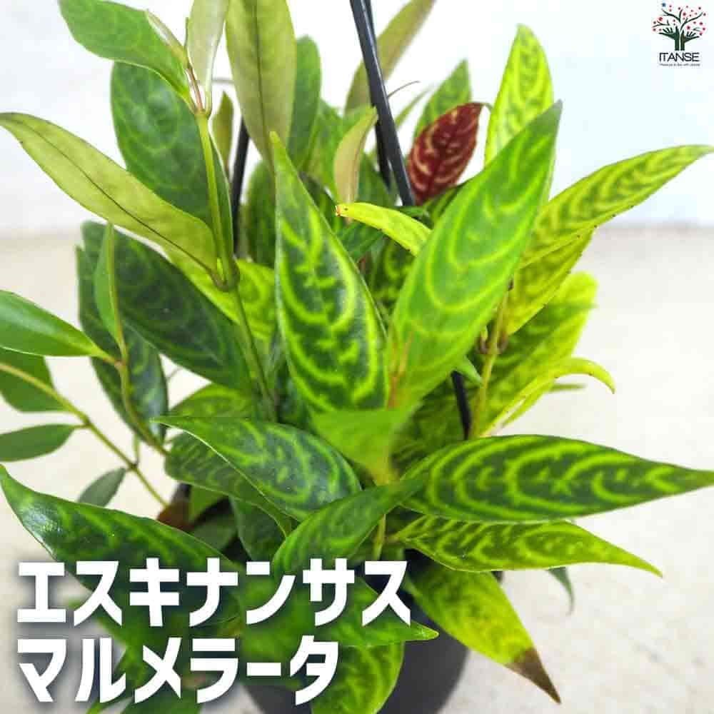 【送料無料】エスキナンサスマルメラータ【観葉植物 3.5号ポット】つる性 熱帯植物 観葉 インテリア インテリアグリーン