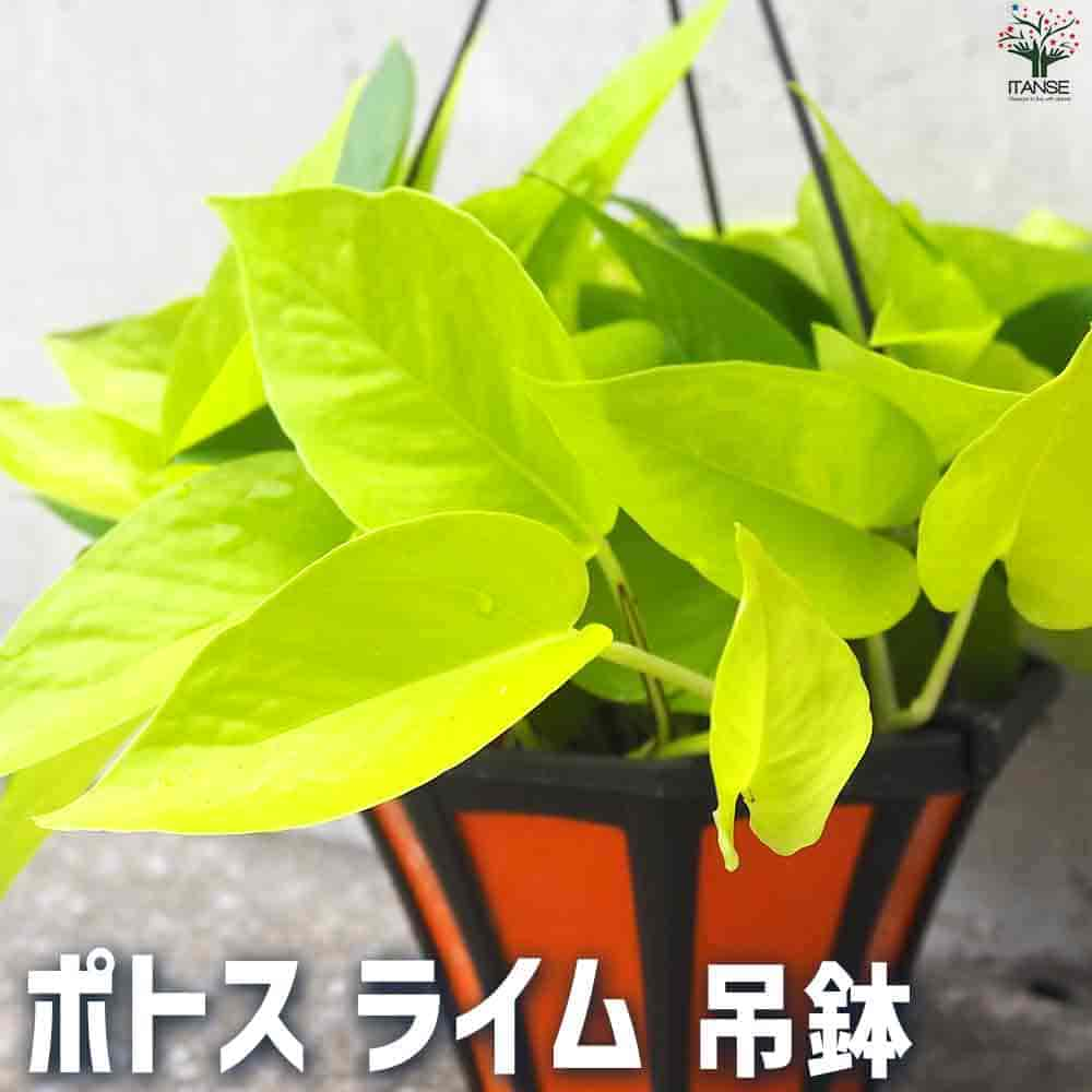 ポトス 【送料無料】ポトス ライム【観葉植物 吊鉢5号】インテリア インテリアグリーン オフィス