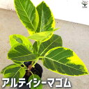 【送料無料】アルティシーマゴム 観葉植物 3.5号ポット フィカス 木 観賞用 オフィス リビング 送料無料 即納