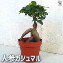 【ポイント2倍★マラソン期間】観葉植物人参ガジュマル 多肉植物 4号鉢 リビング オフィス 事務所 インテリア 大型 おしゃれ 初心者 育てやすい ガーデニング...