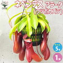 【送料無料】ネペンテス アラータ(ウツボカズラ) 【観葉植物 5号吊鉢／1個売り】食虫植物 観葉植物 ネペンテス リンダ ウツボカズラ Nepenthes Linda 靫葛