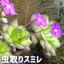 【送料無料】虫取スミレ 観葉植物 2.5号ポット 虫取菫 ピンギキュラ Pinguicula ガーデニング 鑑賞 栽培 送料無料 即納