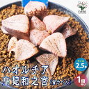 【送料無料】ハオルチア (青) 皇妃和之宮【多肉植物 2.5号鉢／1個売り】多肉植物 ハオルチア ハオルチア属 ハオルシア Haworthia 観葉植物 ギフト 贈り物