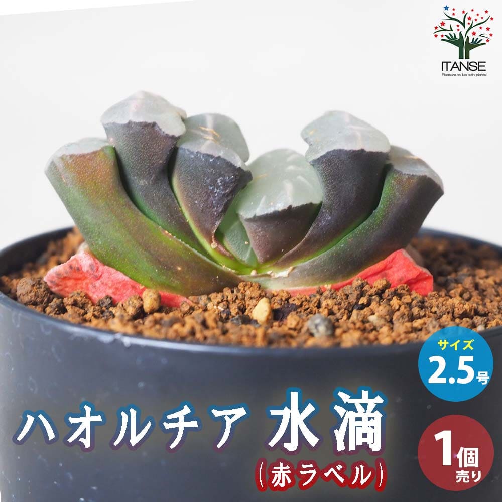 y}\|CgUPznI`A () HyA 2.5^1zA nI`A nI`A nIVA Haworthia ϗtA Mtg 蕨