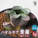 【マラソン中★ポイントUP】ハオルチア (赤) 紫鏡【多肉植物 2.5号鉢／1個売り】多肉植物 ハオルチア ハオルチア属 ハオルシア Haworthia 観葉植物 ギフト 贈り物