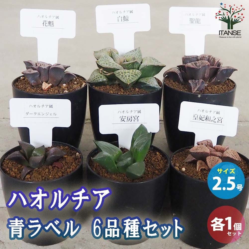 【送料無料】ハオルチア 青セット(6種・各1個セット)【多肉植物 2.5号鉢／お買い得6個セット】多肉植物 ハオルチア ハオルチア属 ハオルシア Haworthia 観葉植物 ギフト 贈り物