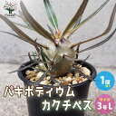 【マラソン中★ポイントUP】パキポディウム カクチペス【多肉植物 3号鉢 Lサイズ／1個売り】塊根植物 コーデックス グラキリス サボテン A面 多肉植物 発根 観葉植物 リビング オフィス