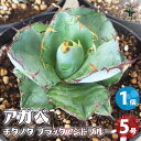 【送料無料】アガベ チタノタ ブラックアンドブルー 多肉植物 5号鉢 1個売り リビング オフィス 事務所 インテリア 大型 おしゃれ オシャレ 育てやすい 御祝 お祝い 送料無料 即納