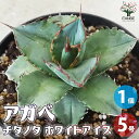 【送料無料】アガベ ホワイトアイス 多肉植物 5号鉢 1個売り リビング オフィス 事務所 インテリア 大型 おしゃれ オシャレ 育てやすい 御祝 お祝い 送料無料 即納