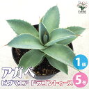 【送料無料】アガベ ピグマエア ドラゴントゥース 多肉植物 5号鉢 1個売り リビング オフィス 事務所 インテリア 大型 おしゃれ オシャレ 育てやすい 御祝 お祝い 送料無料 即納