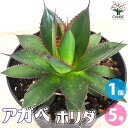 【送料無料】アガベ ホリダ 多肉植物 5号鉢 1個売り リビング オフィス 事務所 インテリア 大型 おしゃれ オシャレ 育てやすい 御祝 お祝い 送料無料 即納