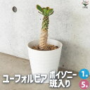 【SS期間全品10%OFF】ユーフォルビア ポイゾニー 斑入り 多肉植物 5号鉢 1個売り 花苗 お花 宿根草 多年草 園芸品種 カラーリーフ 苗木 花木 庭木 植木 送料無料 即納