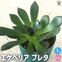 【送料無料】エケベリアプレタ【多肉植物 2.5号鉢】多肉植物 観葉植物 インテリアグリーン