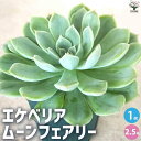 【ポイント2倍★マラソン期間】エケベリアムーンフェアリー 多肉植物 2.5号鉢 多肉植物 観葉植物 インテリアグリーン 送料無料 即納